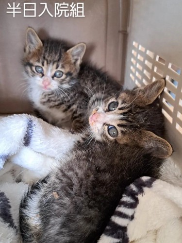 キャリーの中にいる子猫たち