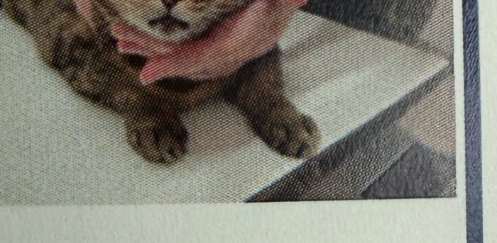 猫の証明写真