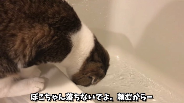 お風呂をのぞき込む猫