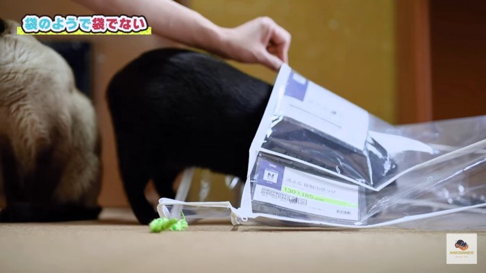 飼い主さんに入り口を開けてもらう