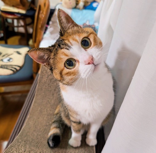 首を傾げる猫