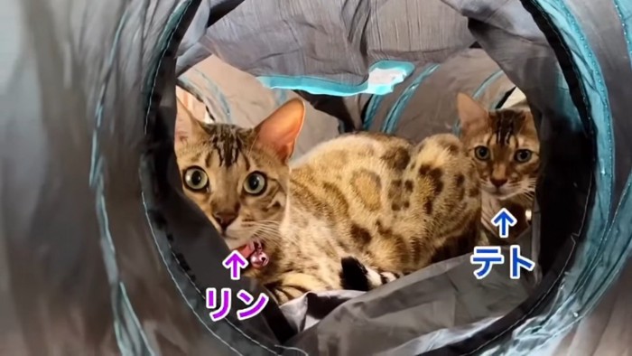 トンネルの中の2匹の猫