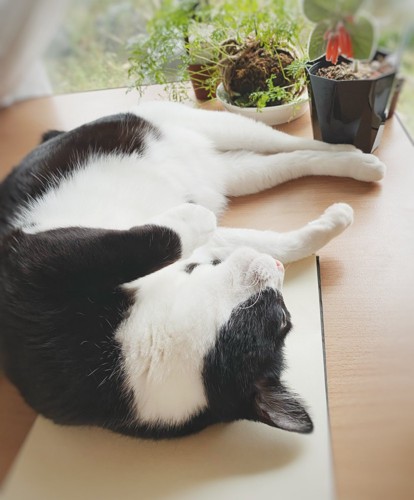 スケッチブックに乗っためいちゃん