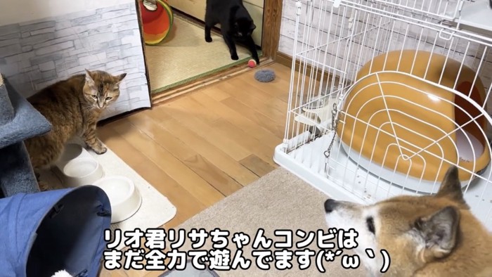 部屋の中で過ごす猫と犬