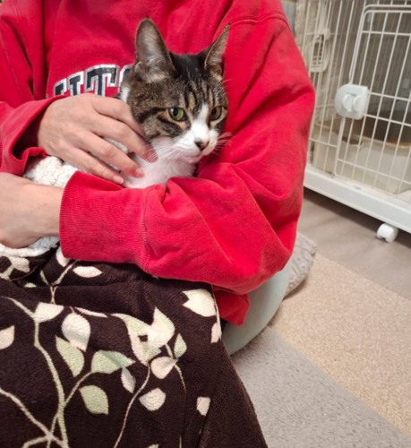 抱っこされる猫