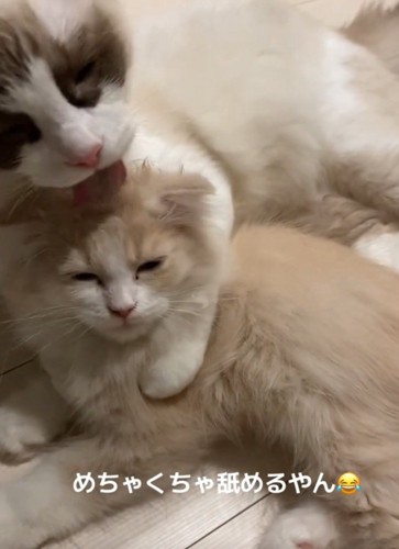 舐められ続ける猫