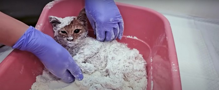 小麦粉の上に寝転がる子猫