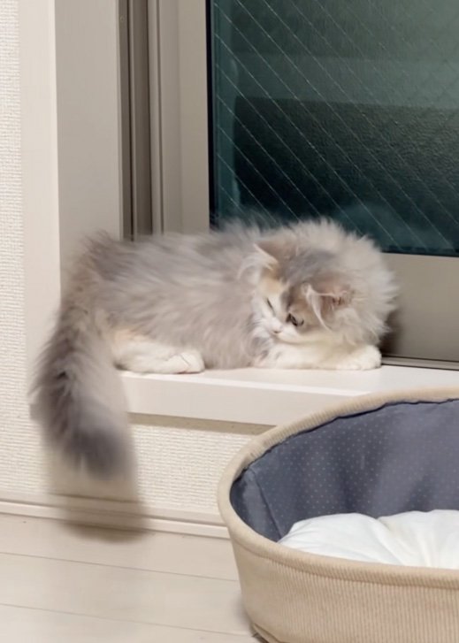 見つけた猫