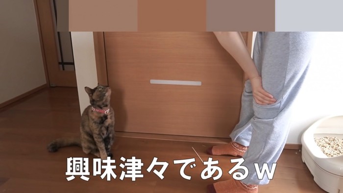 飼い主さんから目をそらさないたっちゃん