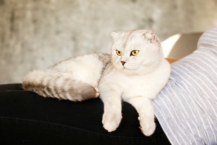 お腹に乗る猫