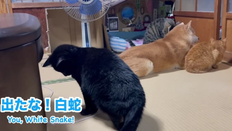 室内にいる猫と犬