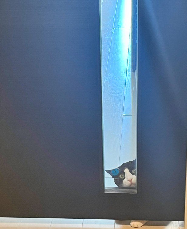 ドアの向こうの猫
