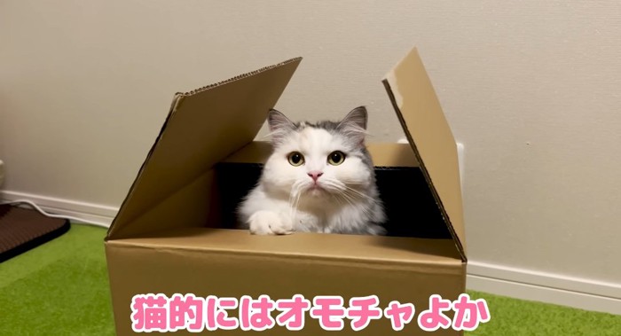 段ボールに入る猫