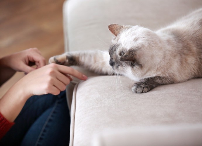 遊んでもらう猫