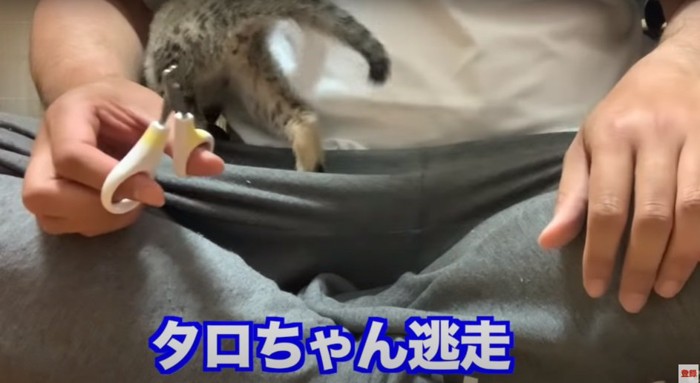 逃げる子猫