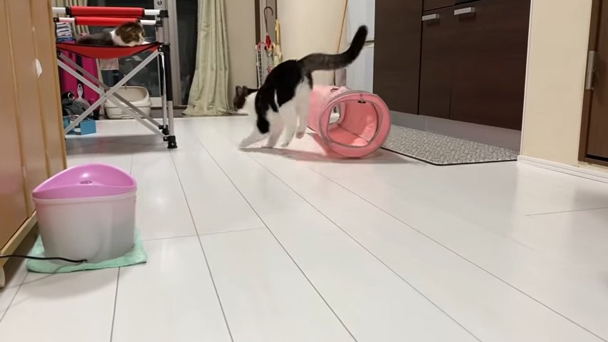 跳ねる猫の後ろ姿