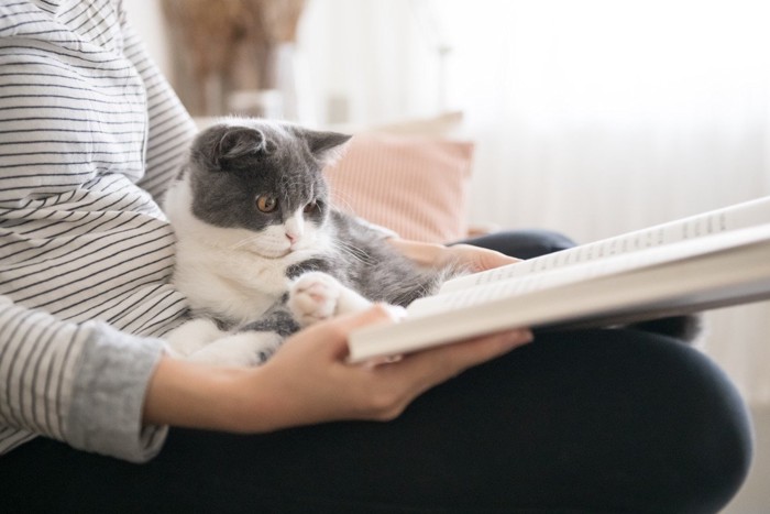 読書中の猫