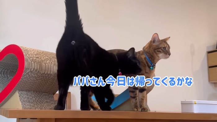 ベンガル猫と黒猫