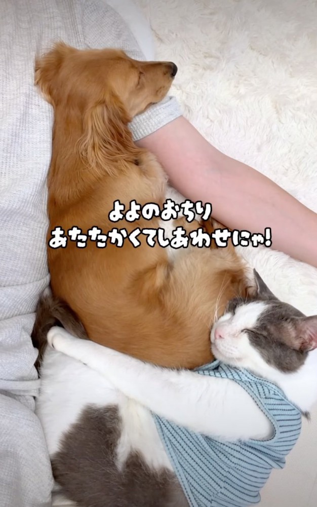 犬にくっつく猫