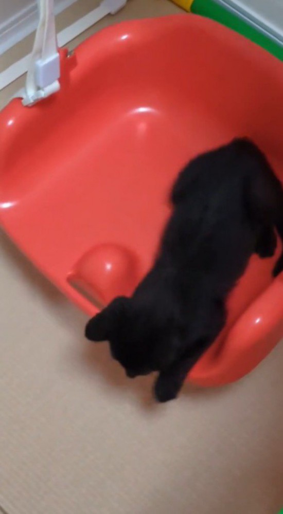 ブランコに乗って、地面に前足を伸ばす子猫