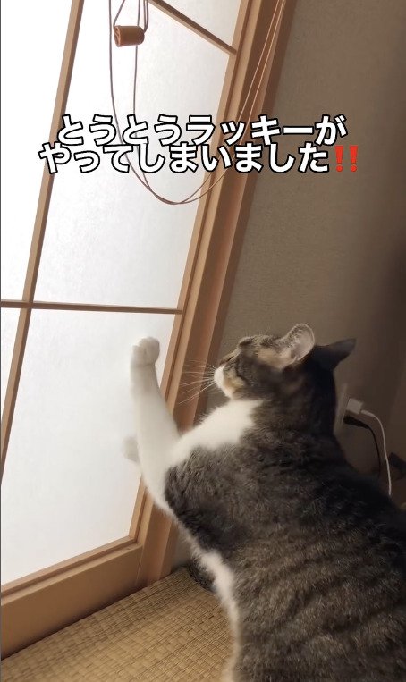 障子に負けない猫