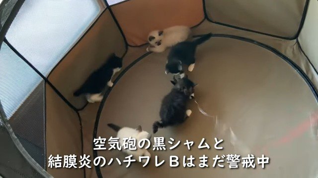 元気に遊び回る保護子猫