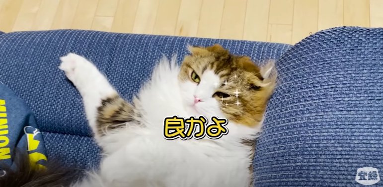 ウインク猫