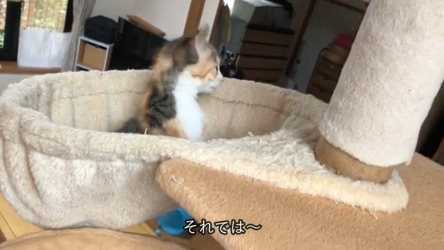 ハンモックの中でキョロキョロする子猫