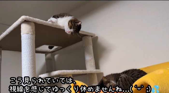 タワーの上の猫