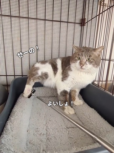 棒でサポートされる猫