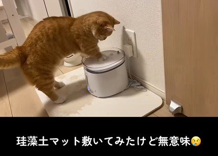 給水器でバチャバチャ遊ぶ猫