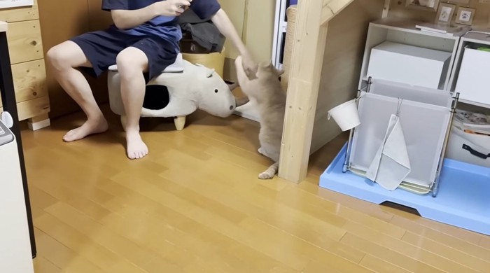 なでようとするといやがる猫