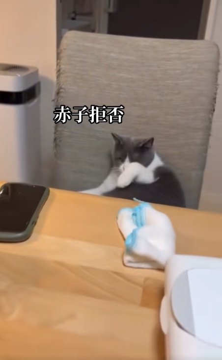 椅子の上で毛づくろいをしている猫