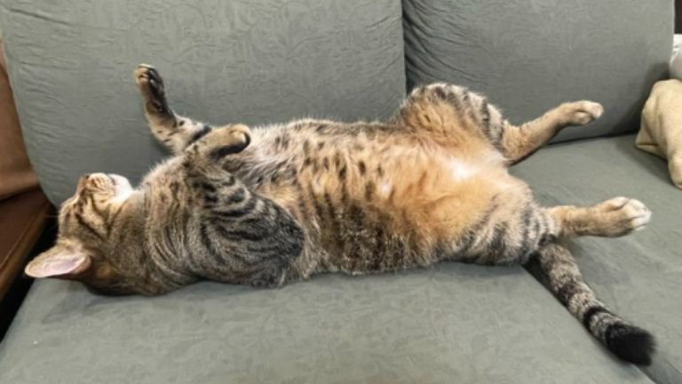 室内にいる猫