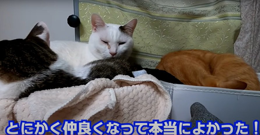 3匹の猫