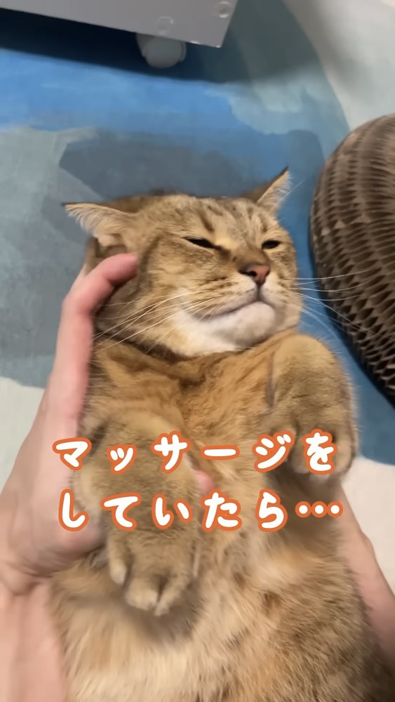 仰向けの猫