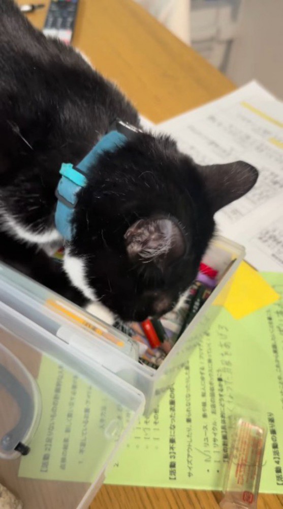 文房具入れに覆い被さる猫
