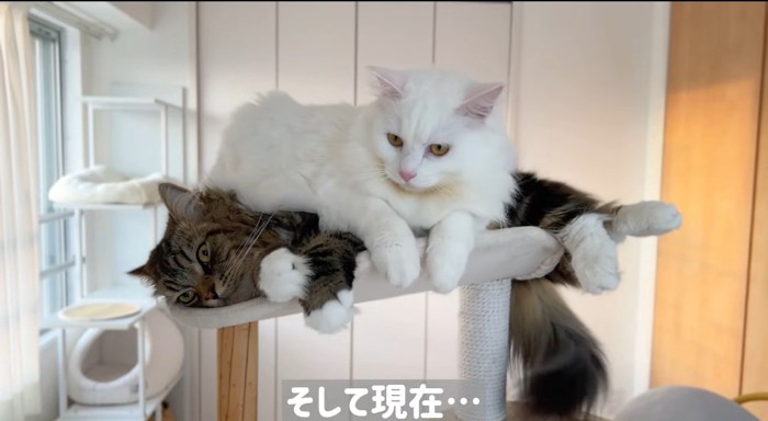 上に乗る猫