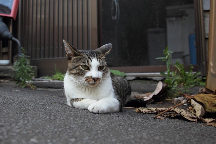 寝そべる猫