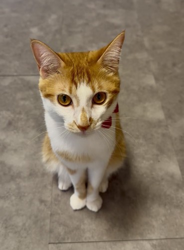 お座りする猫