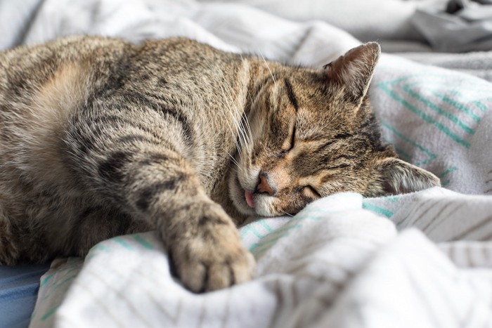 舌を出して気持ちよさそうに眠る猫