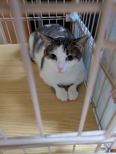 くつろぐ猫