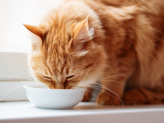 小皿からフードを食べている猫