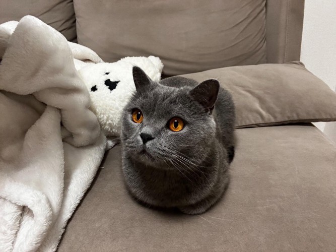 座っている猫