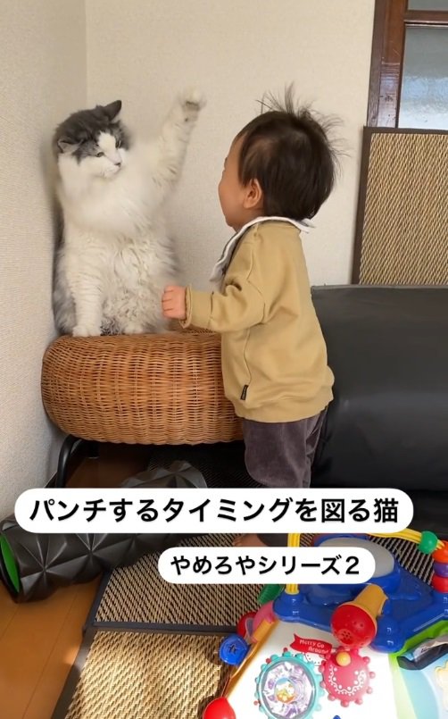 幼児にパンチする猫