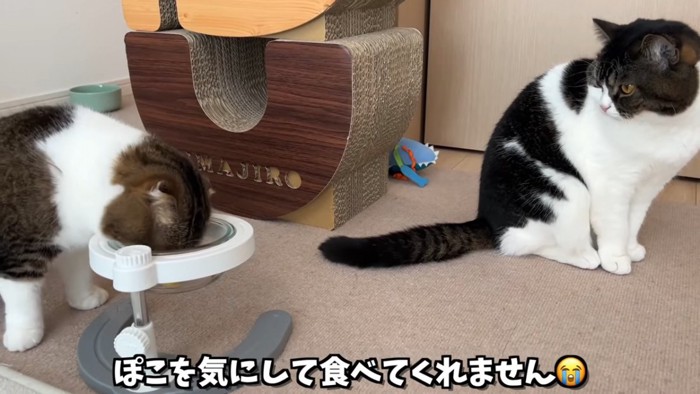 食べている猫を見るおすわりする猫