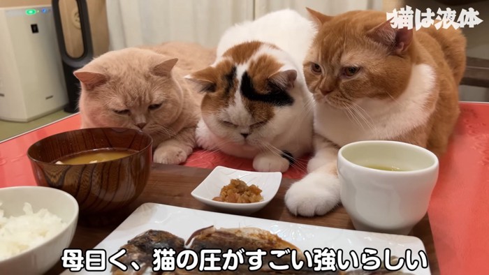 人のごはんの前に集まる猫