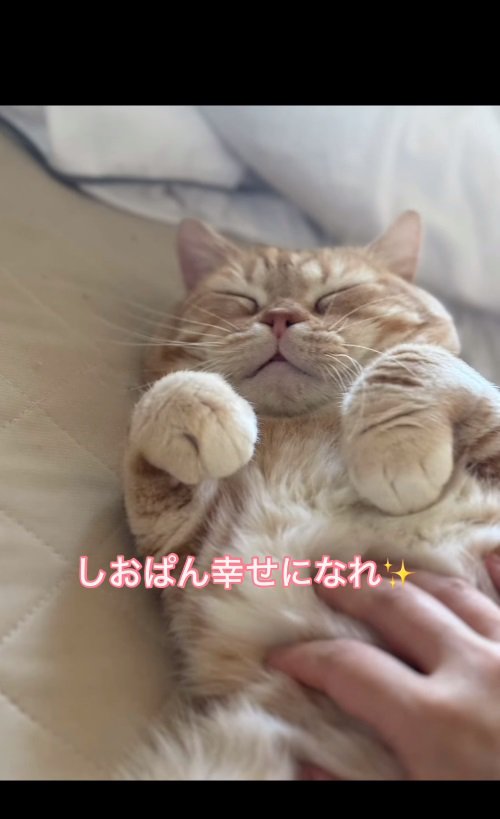 眠る猫2