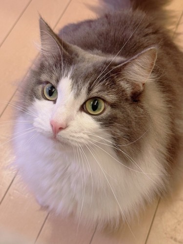 ふわふわの直哉くん