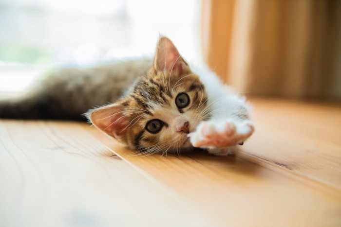 横になる猫ゴロリン